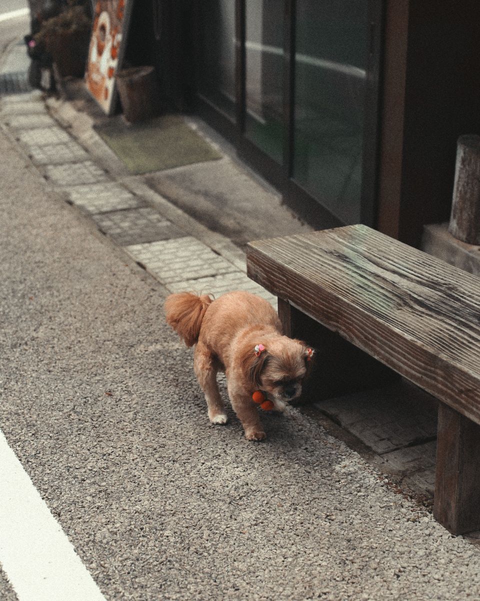 viết mỗi ngày | sống như ông Haruki Murakami 