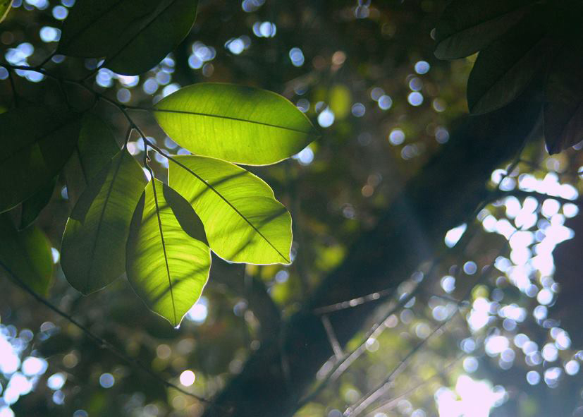 NHỮNG KẺ TÔN THỜ SỰ TỰ DO